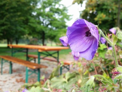 Photo: Hof-Biergarten Grenzebach